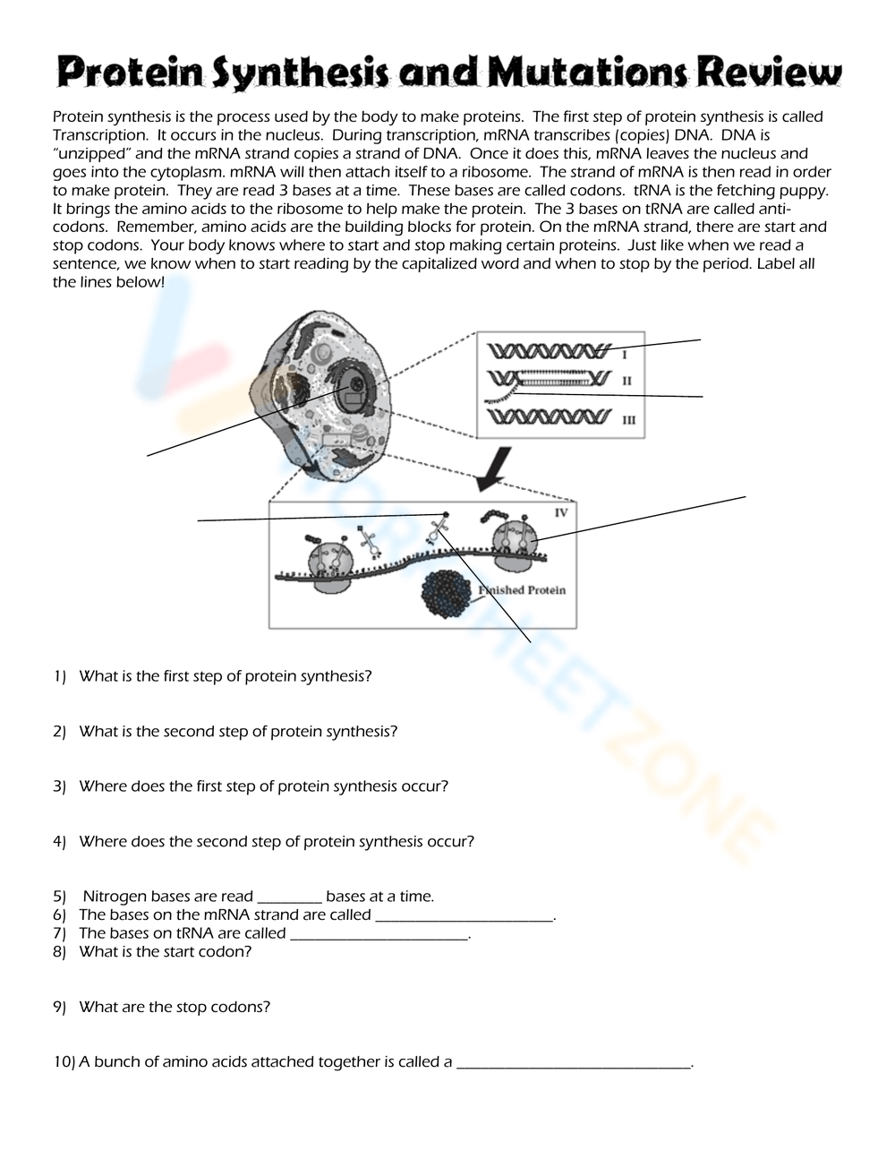 Printable Grade 12 Protein Synthesis Fill In The Blanks Worksheets Printable Grade 12 Protein Synthesis Fill In The Blanks Worksheets