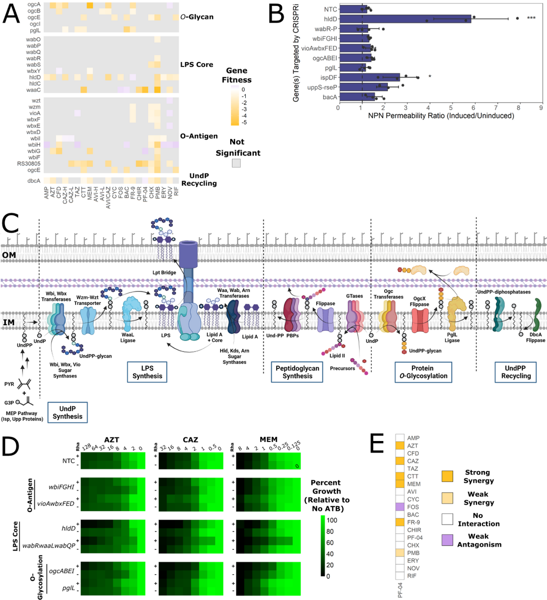 Profiling Cell Envelope Antibiotic Interactions Reveals Vulnerabilities To Lactams In A Multidrug Resistant Bacterium Nature Communications Profiling Cell Envelope Antibiotic Interactions Reveals Vulnerabilities To Lactams In A Multidrug Resistant Bacterium Nature Communications