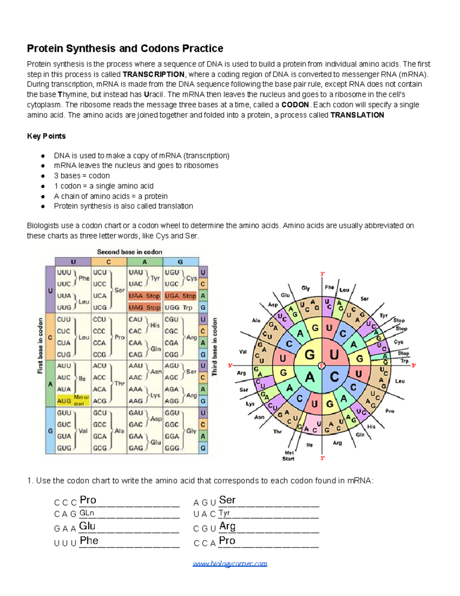 Protein Synthesis And Codons Practice Worksheet Bio 101 Studocu