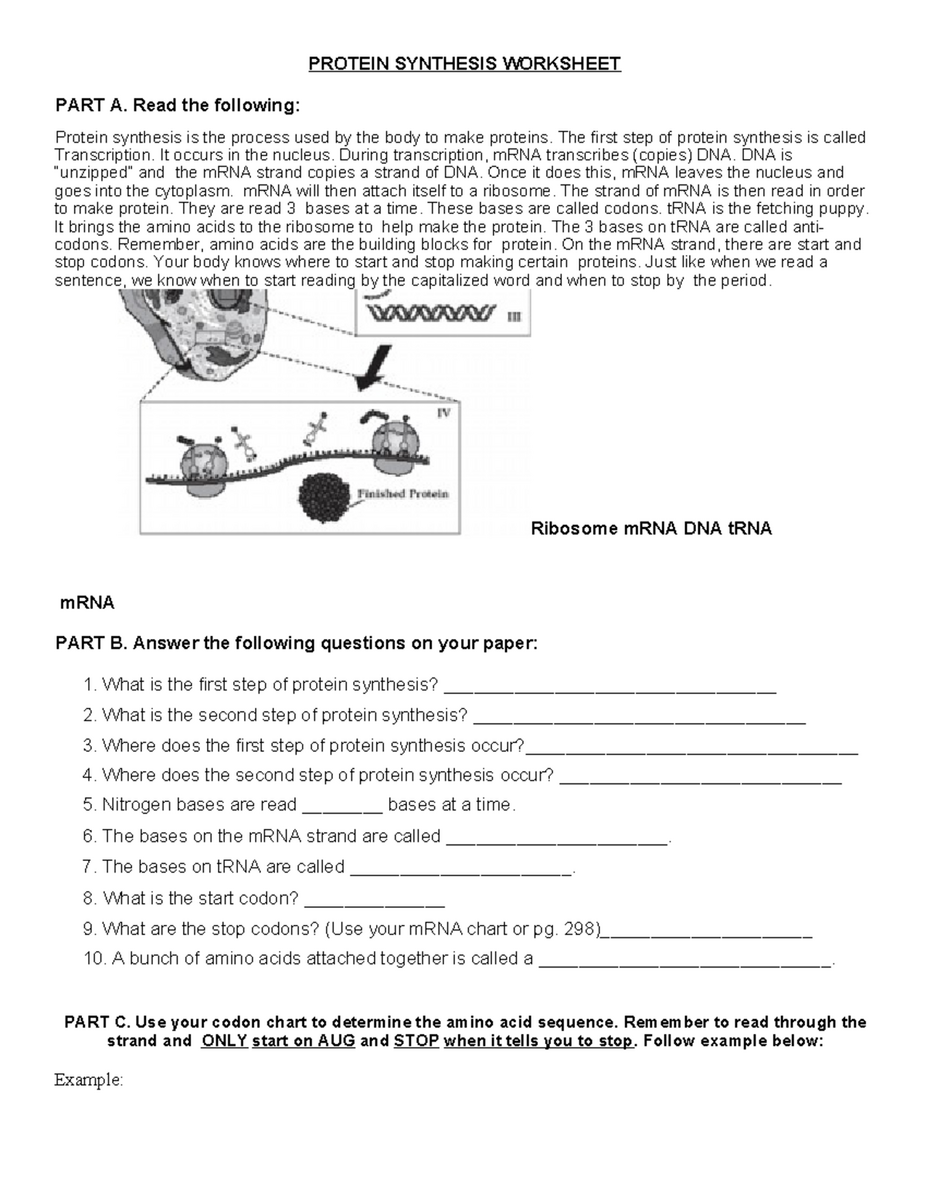 Protein Synthesis Worksheet Understanding Transcription Translation Studocu Protein Synthesis Worksheet Bio 101 Studocu