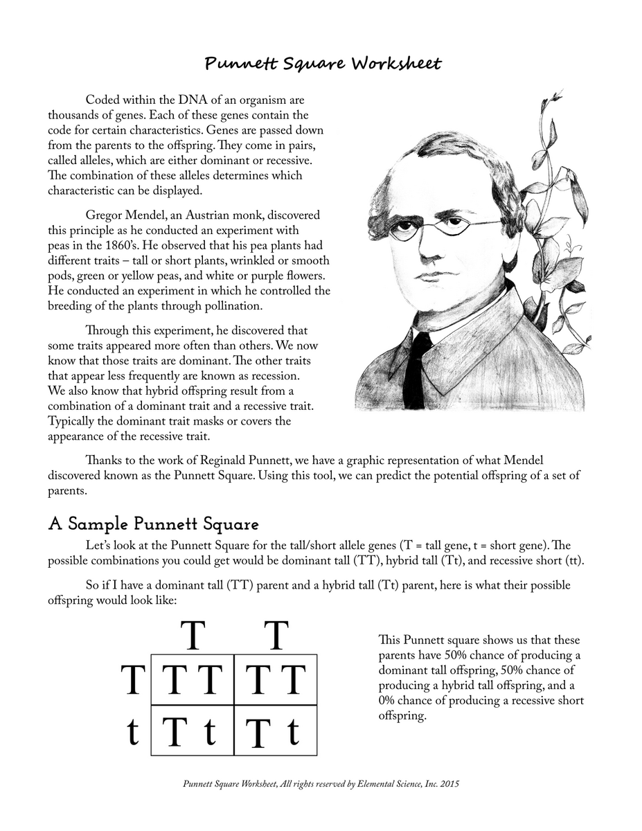 GREGOR MENDEL Answer Key Slides Genetics Docsity