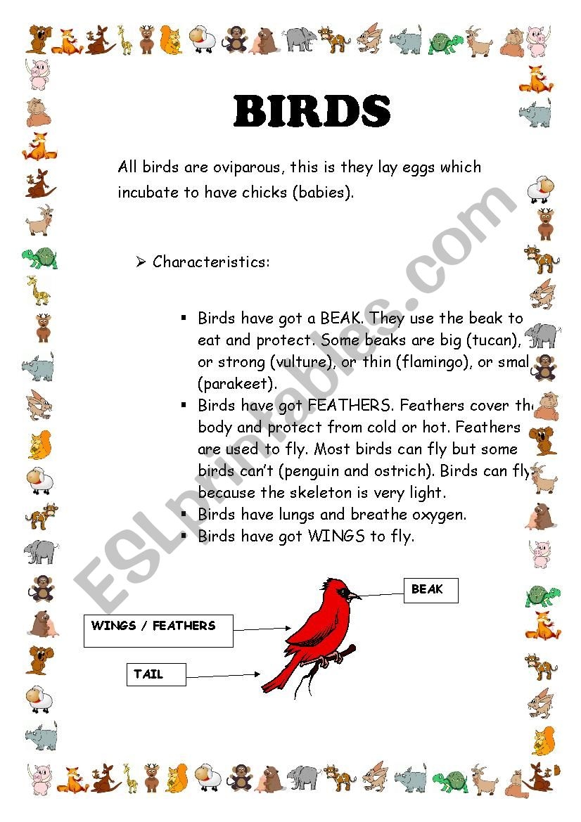 Hummingbirds Nonfiction Reading Activity