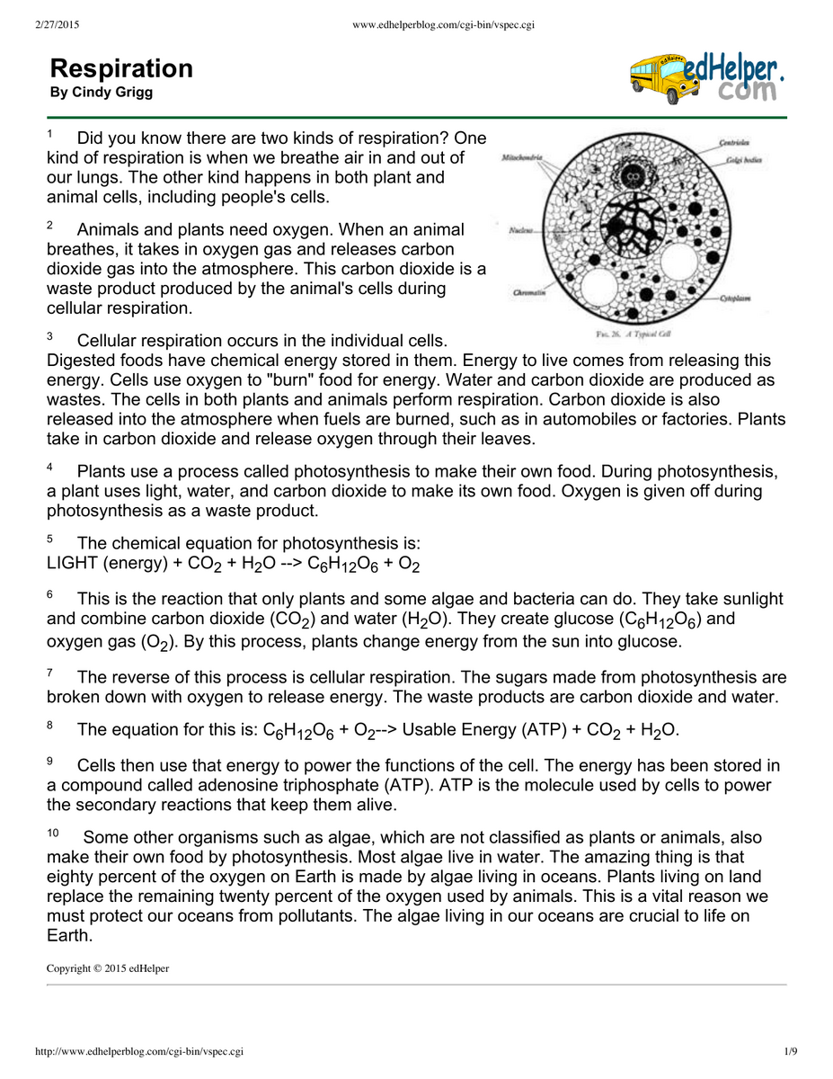 Respiration Photosynthesis Worksheet