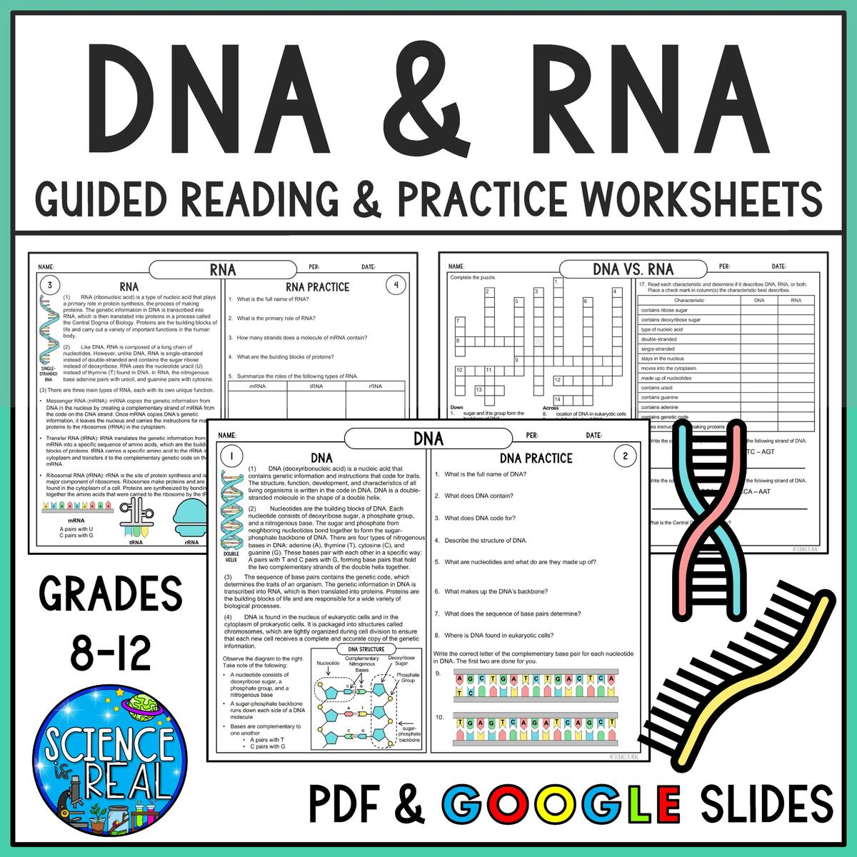 RNA And DNA Reading Comprehension And Worksheets Classful