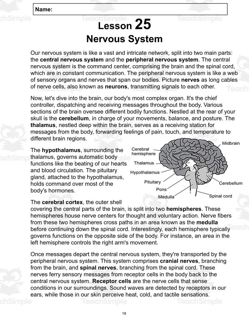 Science Reading Comprehension Passage 25 Nervous System PDF By Teach Simple
