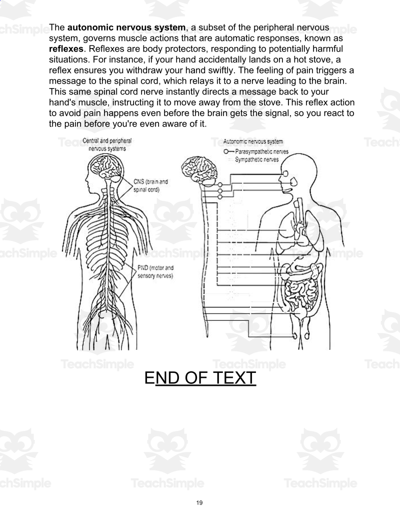 Science Reading Comprehension Passage 25 Nervous System Word By Teach Simple
