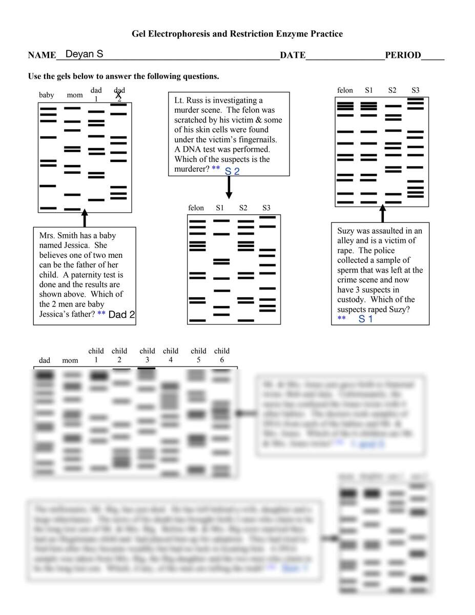 SOLUTION U1 Gel Electrophoresis And Restriction Enzyme Practice Worksheets Library Gel Electrophoresis Virtual Lab Worksheet Answer Key Exercises Genetics Docsity