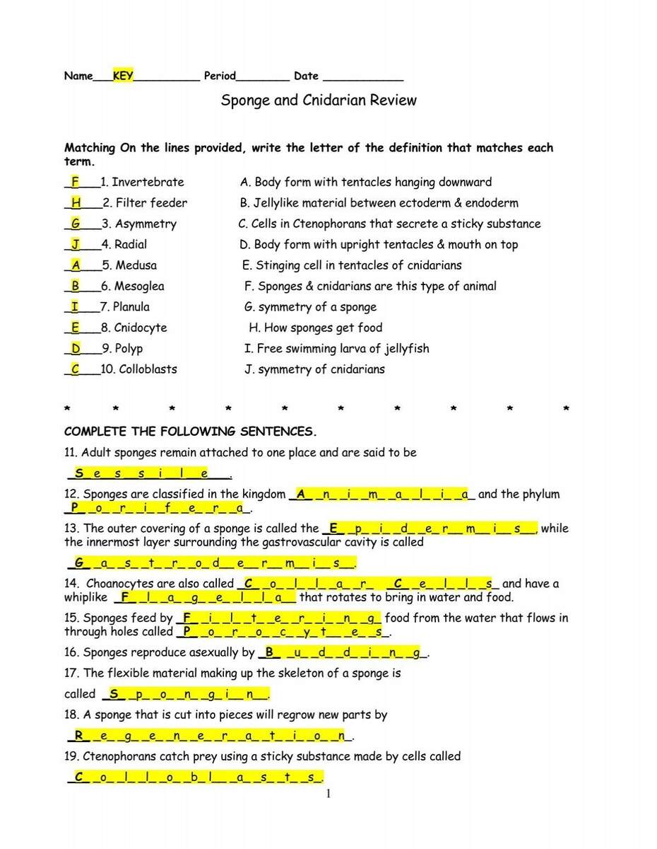 Sponge And Cnidarian Review Sponge And Cnidarian Review