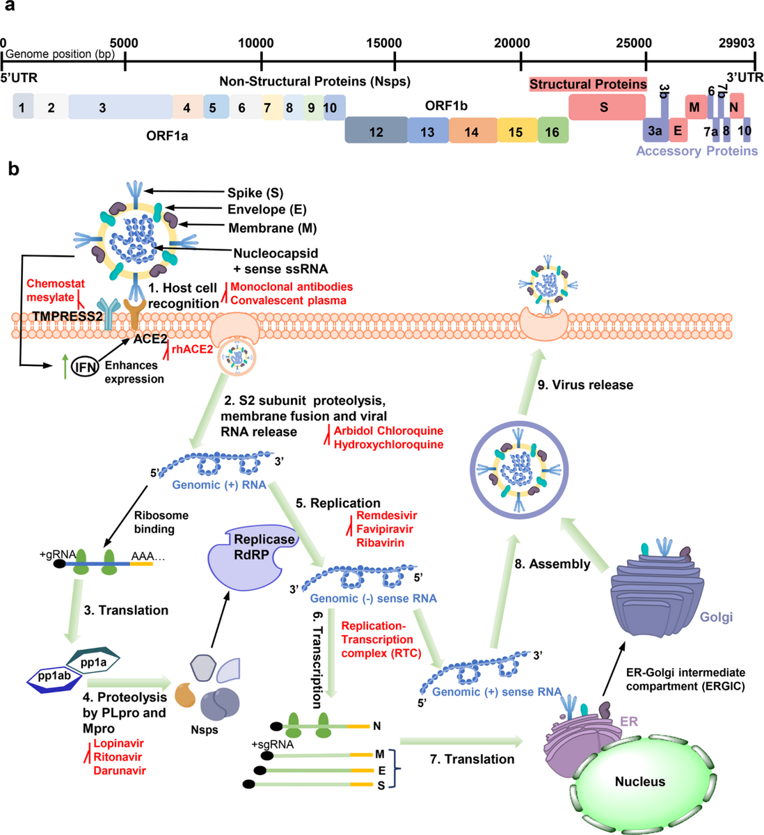 Structural Biology Of SARS CoV 2 Open The Door For Novel Therapies Signal Transduction And Targeted Therapy