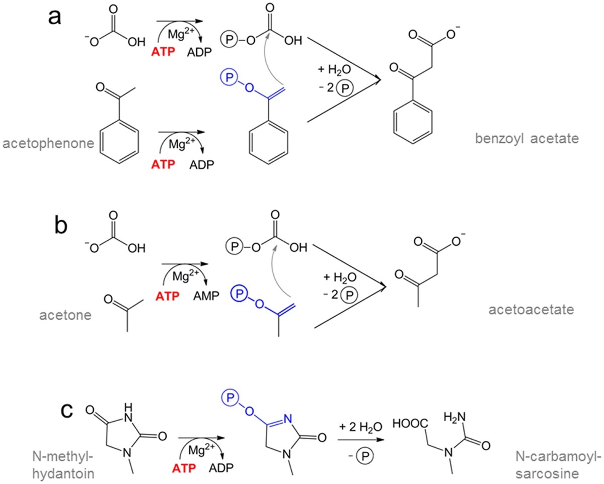 Structure Of The Acetophenone Carboxylase Core Complex Prototype Of A New Class Of ATP Dependent Carboxylases Hydrolases Scientific Reports Structure Of The Acetophenone Carboxylase Core Complex Prototype Of A New Class Of ATP Dependent Carboxylases Hydrolases Scientific Reports