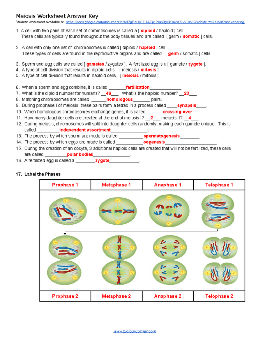 Student Exploration Cell Division Gizmo BIO 101 Simulation Guide Studocu