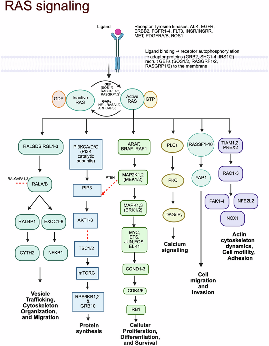 Targeting KRAS Mutations Orchestrating Cancer Evolution And Therapeutic Challenges Signal Transduction And Targeted Therapy Targeting KRAS Mutations Orchestrating Cancer Evolution And Therapeutic Challenges Signal Transduction And Targeted Therapy