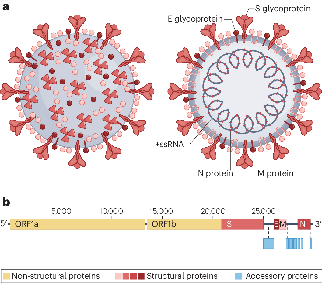 The Relationship Between SARS CoV 2 Infection And Type 1 Diabetes Mellitus Nature Reviews Endocrinology The Relationship Between SARS CoV 2 Infection And Type 1 Diabetes Mellitus Nature Reviews Endocrinology